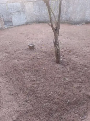 Limpeza de mato e terrenos e quintal