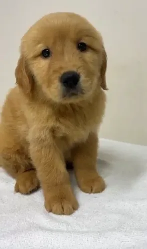 Golden lindos filhotes 