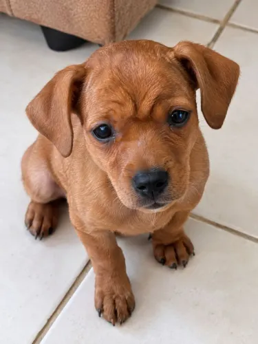 Cachorro