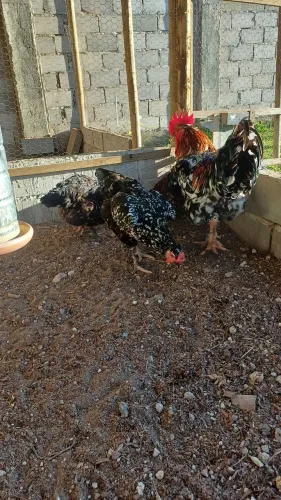 Terno galinha e galo GSB grande porte