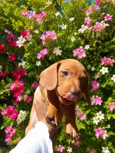 Filhotes dachshund