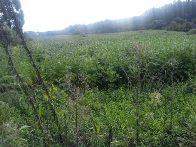 Sitio em Matos Costa/SC 21 hectares 