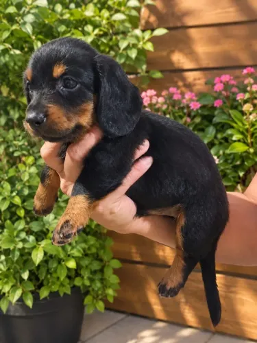 Filhote de dachshund puro mini