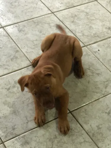 Doando um filhote de labrador 