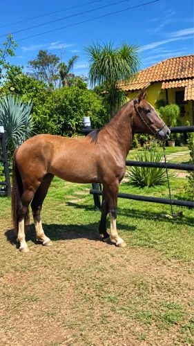 Vendo Potra Macha Picada Genuína !!!