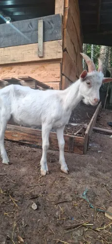 Cabrito Saanem Raça de Leite 90 dias
