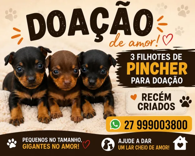 Filhote de pincher para adoção
