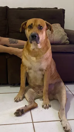 Adoção responsável 
