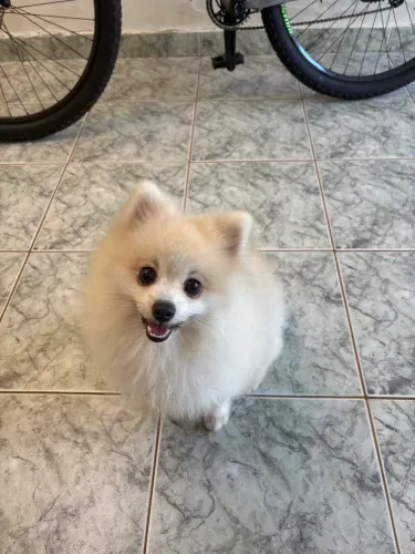 Spitz alemão disponível para cruza