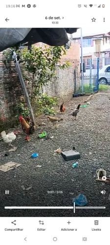 Galos e galinhas