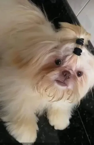 Shih tzu macho