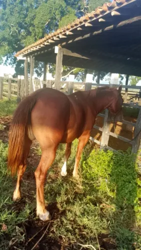 Cavalo