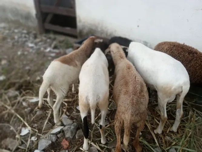Ovelhas e dois carneiro