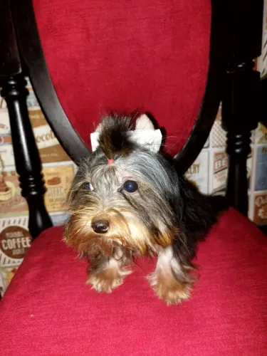 Filhote de yorkshire terrier fêmea