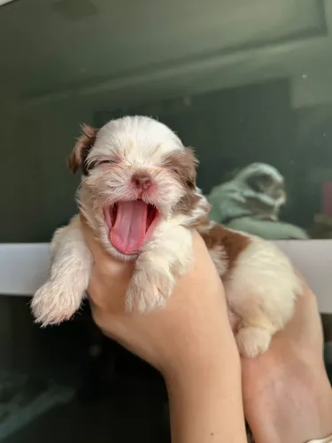 Shih-tzu disponível
