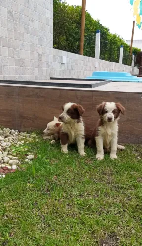 Border Collie Chocolate
