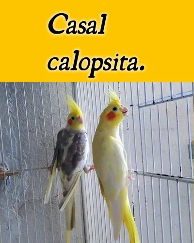 Novas calopst