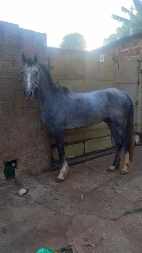 Cavalo tordilho