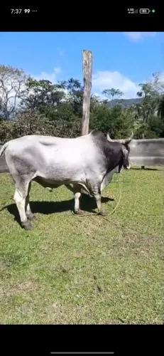 Vendo lindo Touro