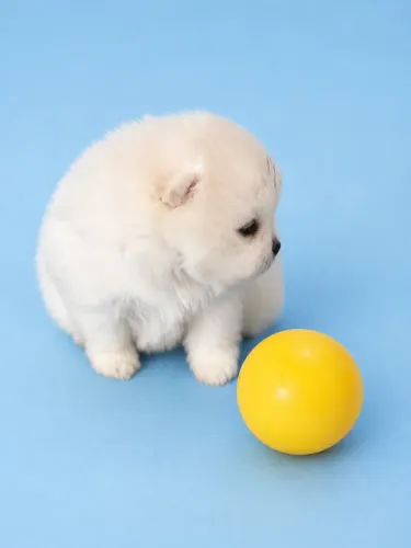 Lulu da Pomerania