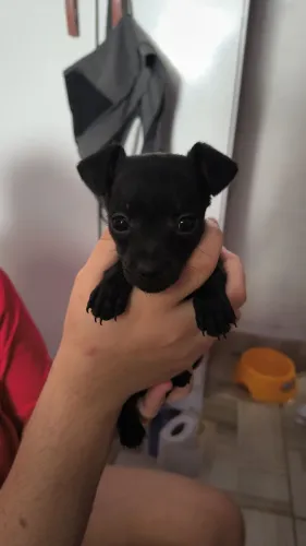 Pincher