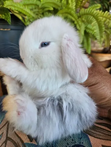 Filhotes coelho Mini Lop