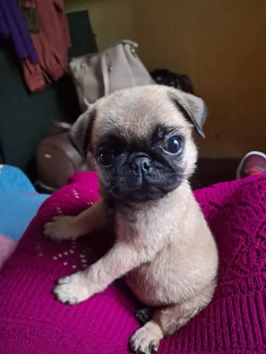 PUG Dog americano fêmea 