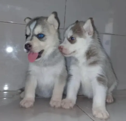 Husky siberiano ¿ pelos macinhos , filhotes com muita energia 