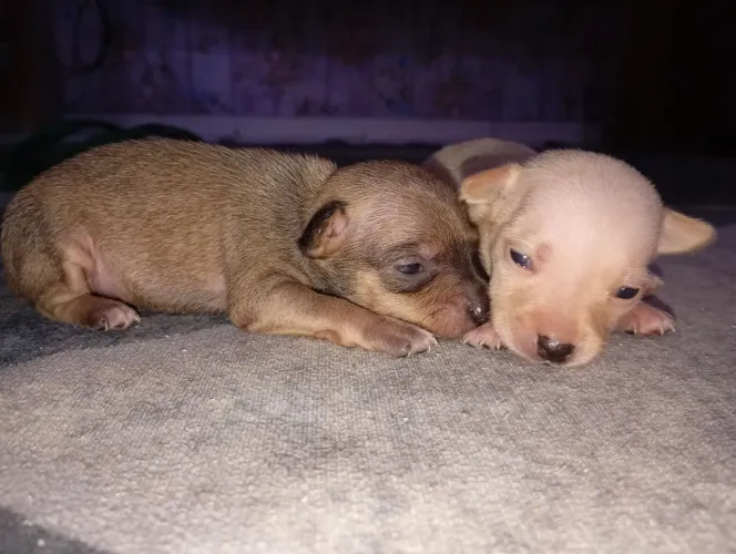 Pinscher