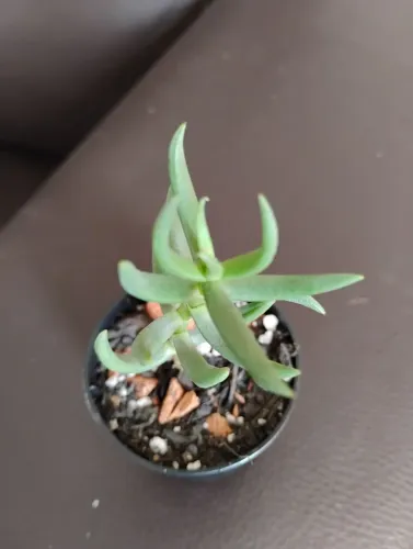 Cactos suculentas coleção Crassula tetragona (vaso6)