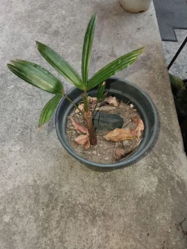 Mini coquerinho