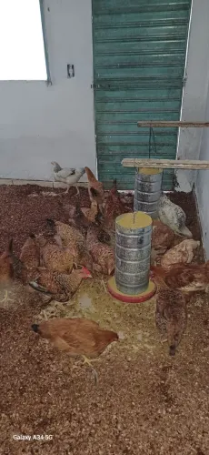 Galinha caipira