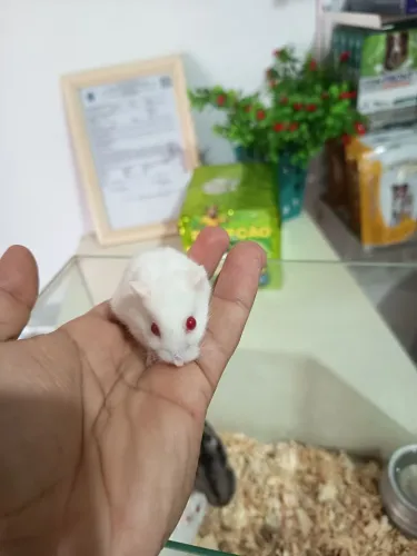 Hamster anão russo