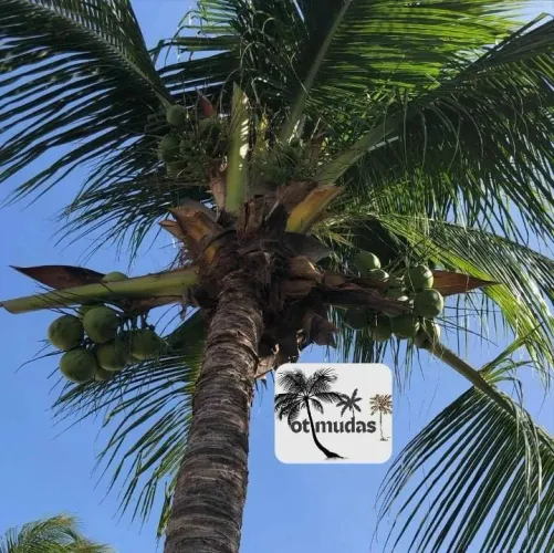 Coqueiro Adulto Produzido 