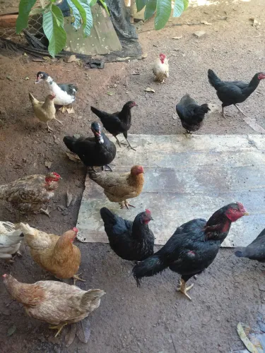 Galo e galinhas