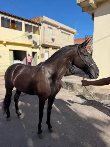 ÉGUA PRETA DE CAVALGADA