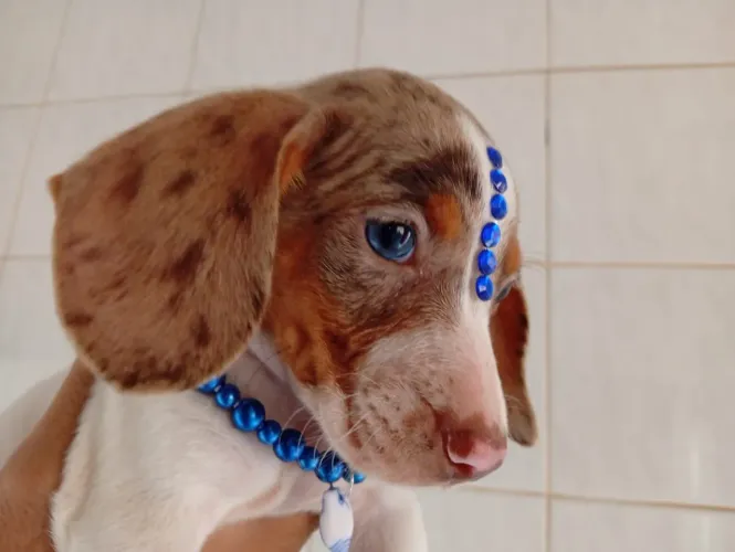 Filhotes dachshund salsicha mofados e solidos