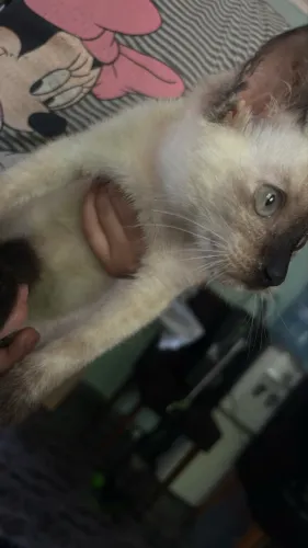 Doação de gatos