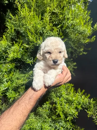 Poodle toy disponível 