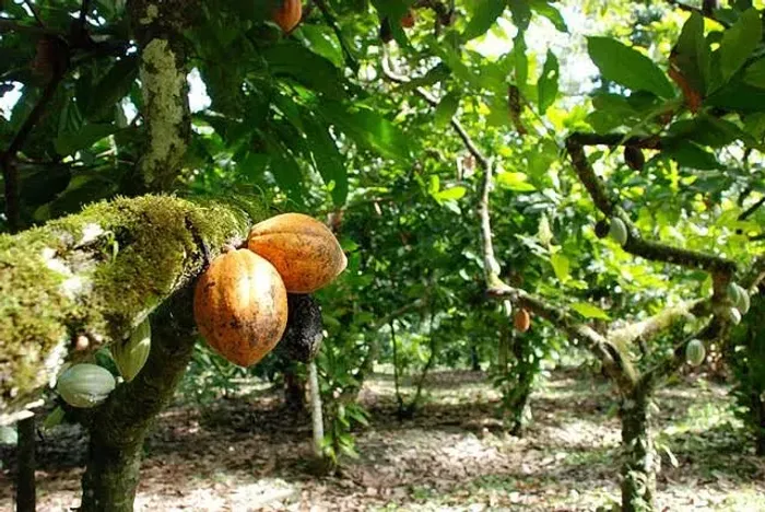 Vendo ou troco uma fazenda ao lado de São José da Vitória