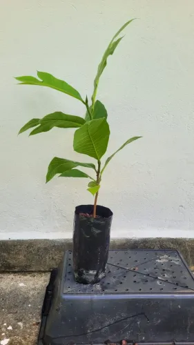 Mudas da deliciosa marang.