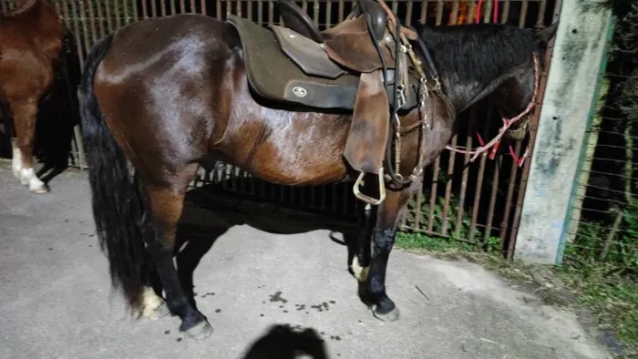Vendo Cavalo Marchador 