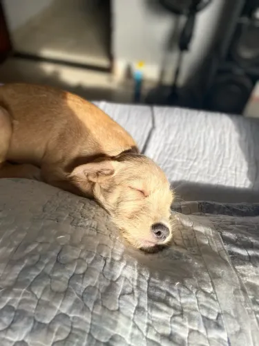  Adoção cachorro 