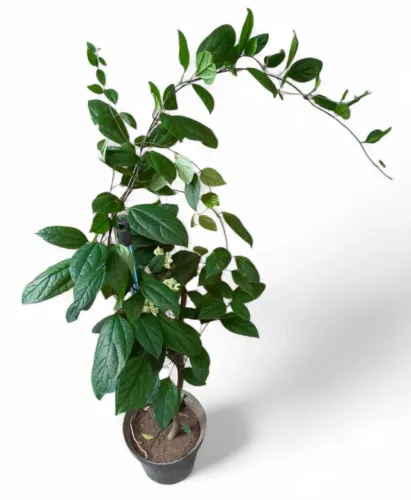 Lágrima de Cristo planta 