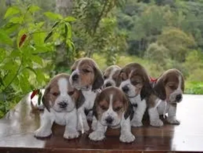 Beagle "Se sumiu, eu encontro. Se encontrei, é meu."