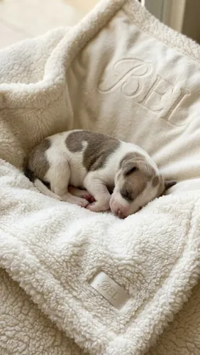 CACHORROS CARAMELOS PARA DOAÇÃO 