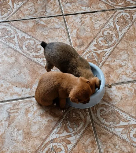 Filhotes de Pinscher