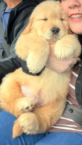 Filhote de Golden com pedigree e kit lindo
