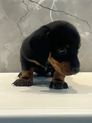 linguicinha preto