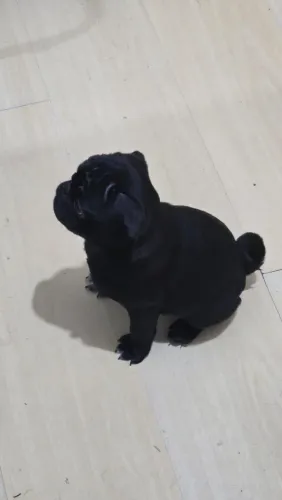 Pug 